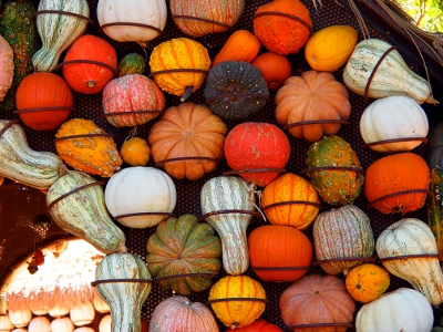 [View of one wall with the many natural colors and shapes of gourds visibile as they hang in metal loops.]